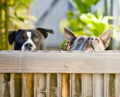 AAA Quality Fencing Critters