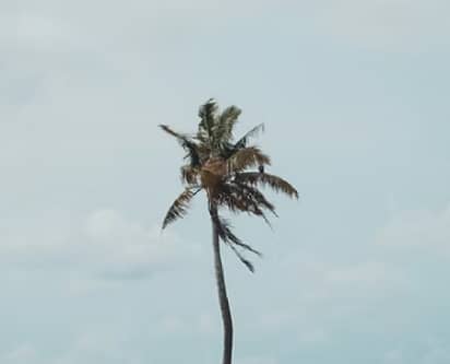 AAA Quality Fencing Critters